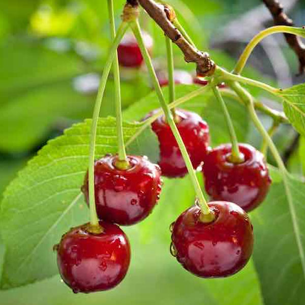 Magical-Flavour-Fruits-Concentrated-Flavors-48 Magical-Flavour-Fruits-Concentrated-Flavors-48